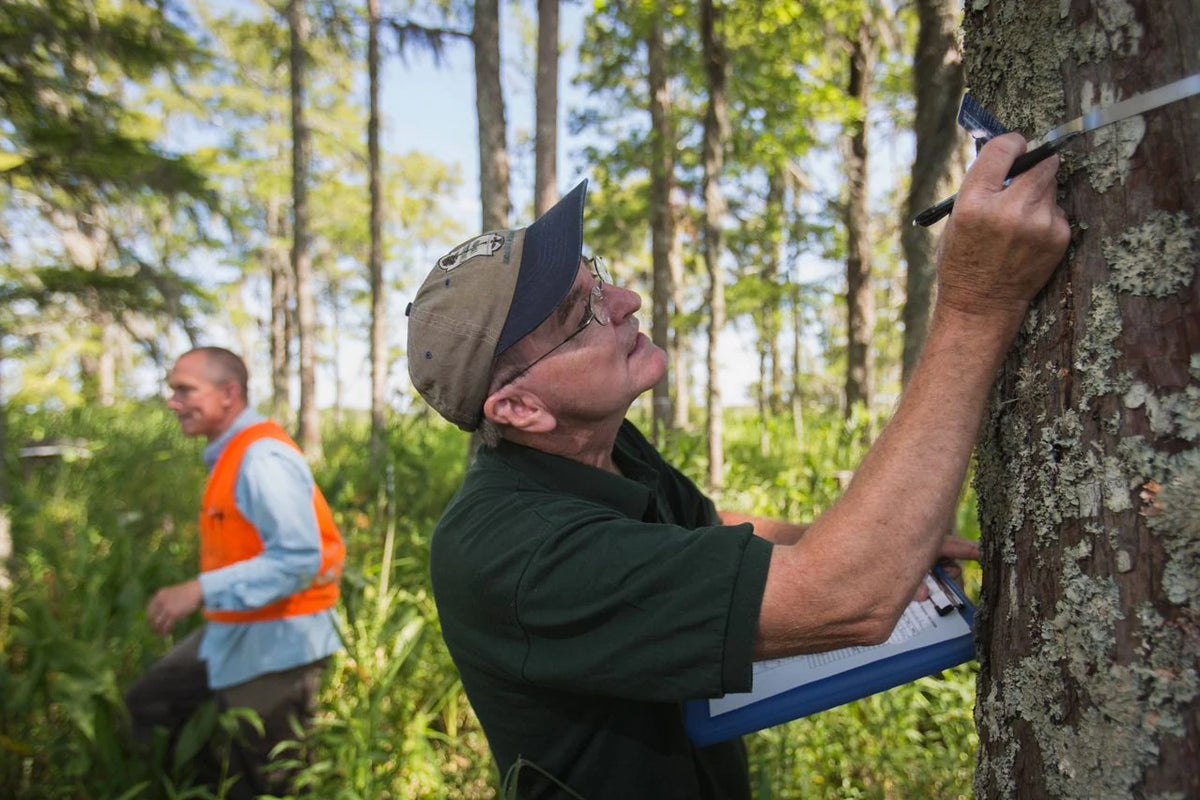 A scientist measuring a tree trunk in a forest, with another fieldworker nearby.