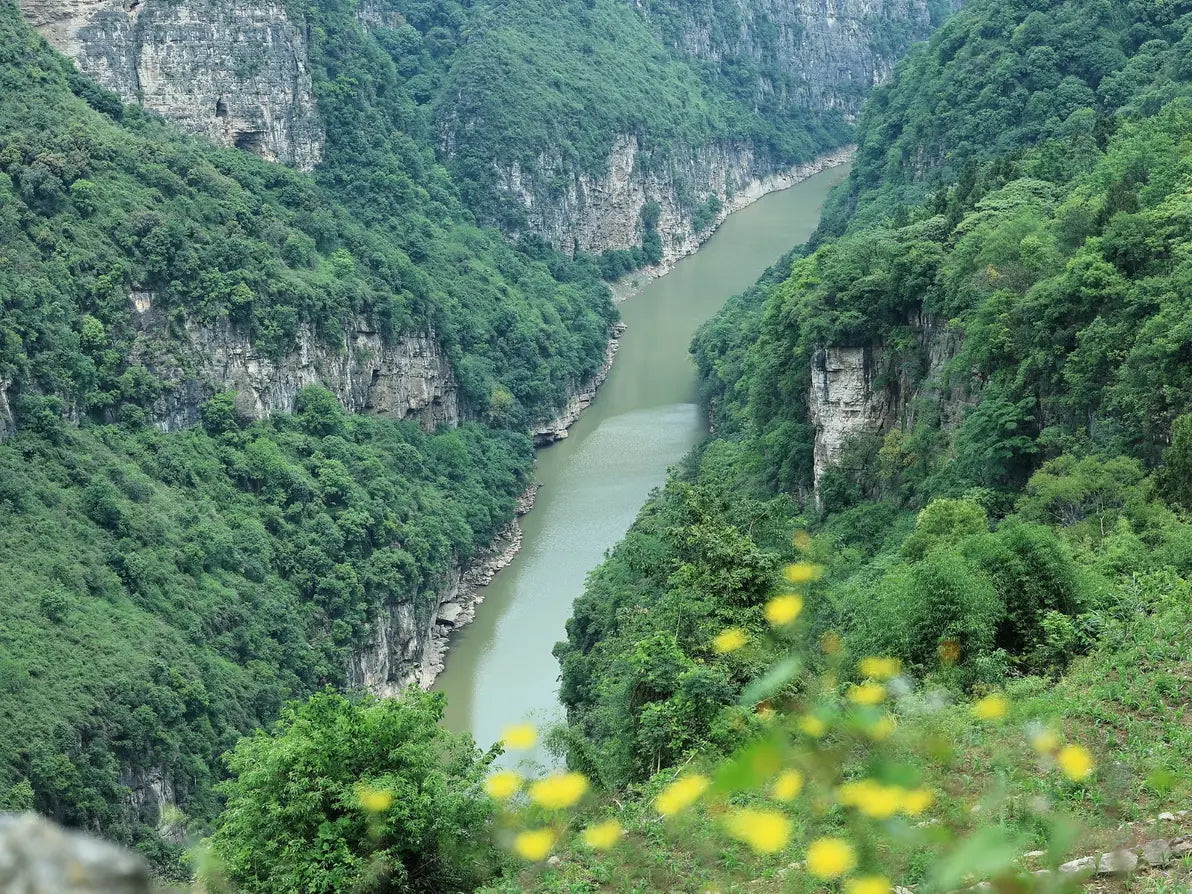 A river winding between forested cliffs, with yellow wildflowers in the foreground.