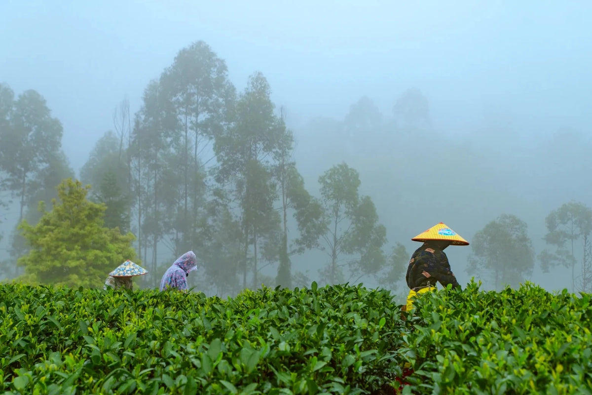 Tea growers harvesting among green tea bushes, with tall trees rising through the mist behind them.