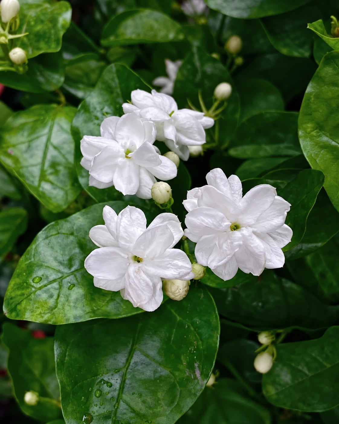 Fresh white jasmine blossoms and unopened buds among glossy green leaves dotted with water droplets.