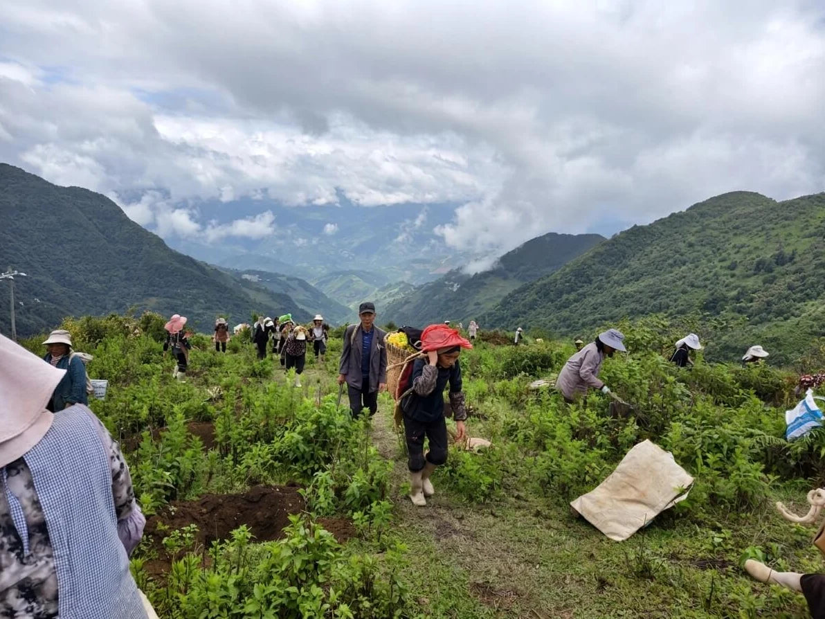 Community members working among young trees on a mountain slope beneath cloudy skies.