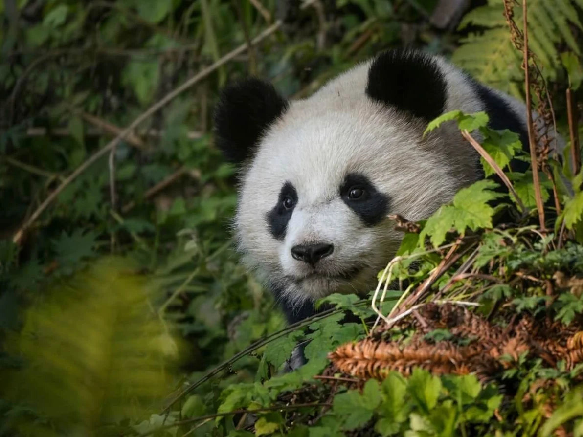A giant panda peering through leafy undergrowth in a dense forest.