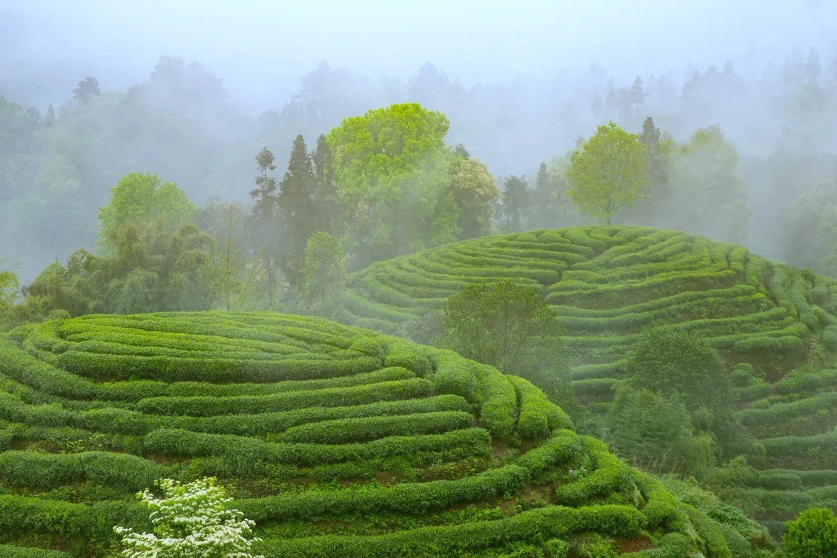 Curving rows of tea bushes surrounded by trees and mist-covered hills.
