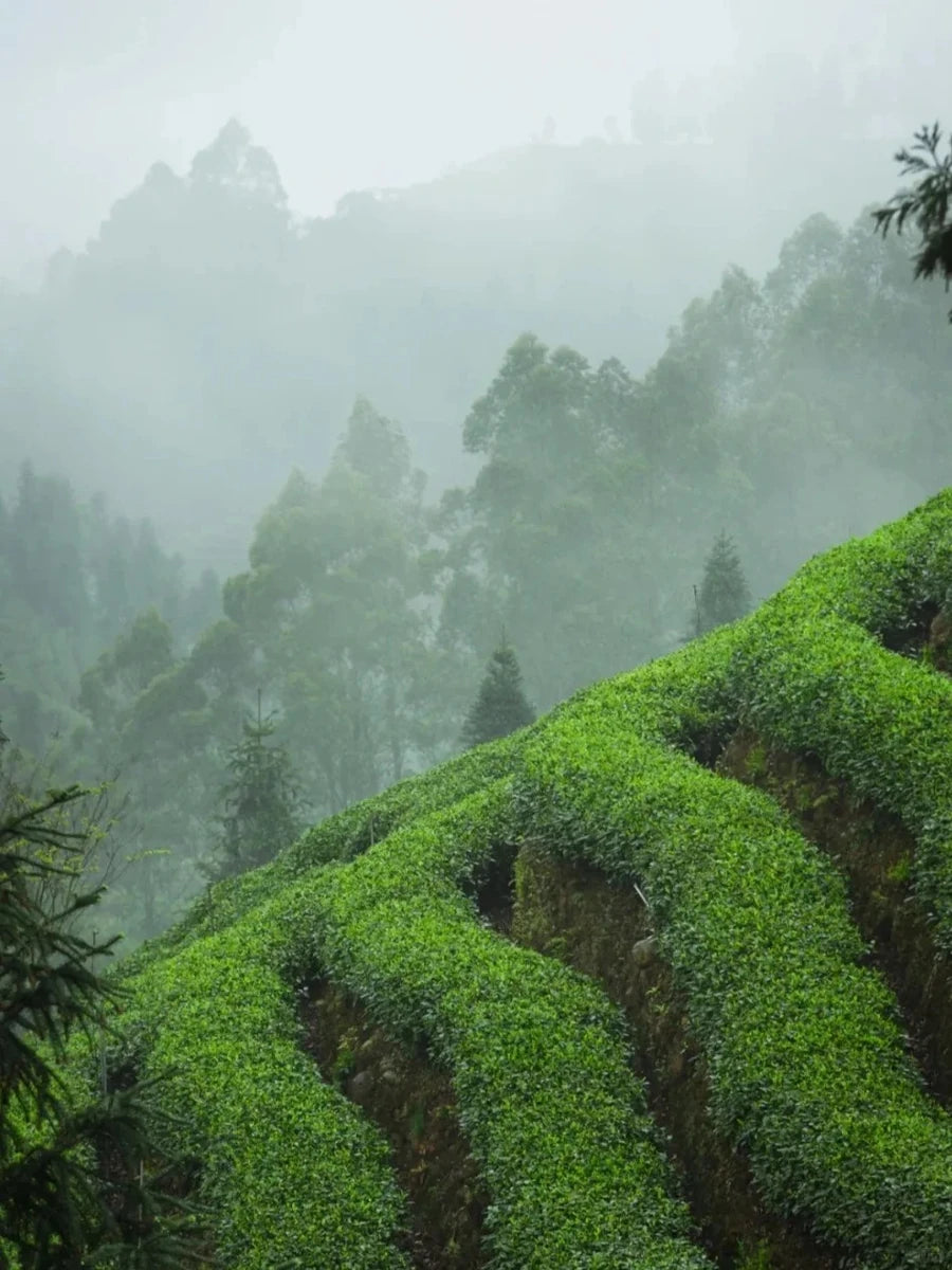 Tea bushes growing on the mist-covered slopes of Mengding Mountain, surrounded by forest in Sichuan, China.