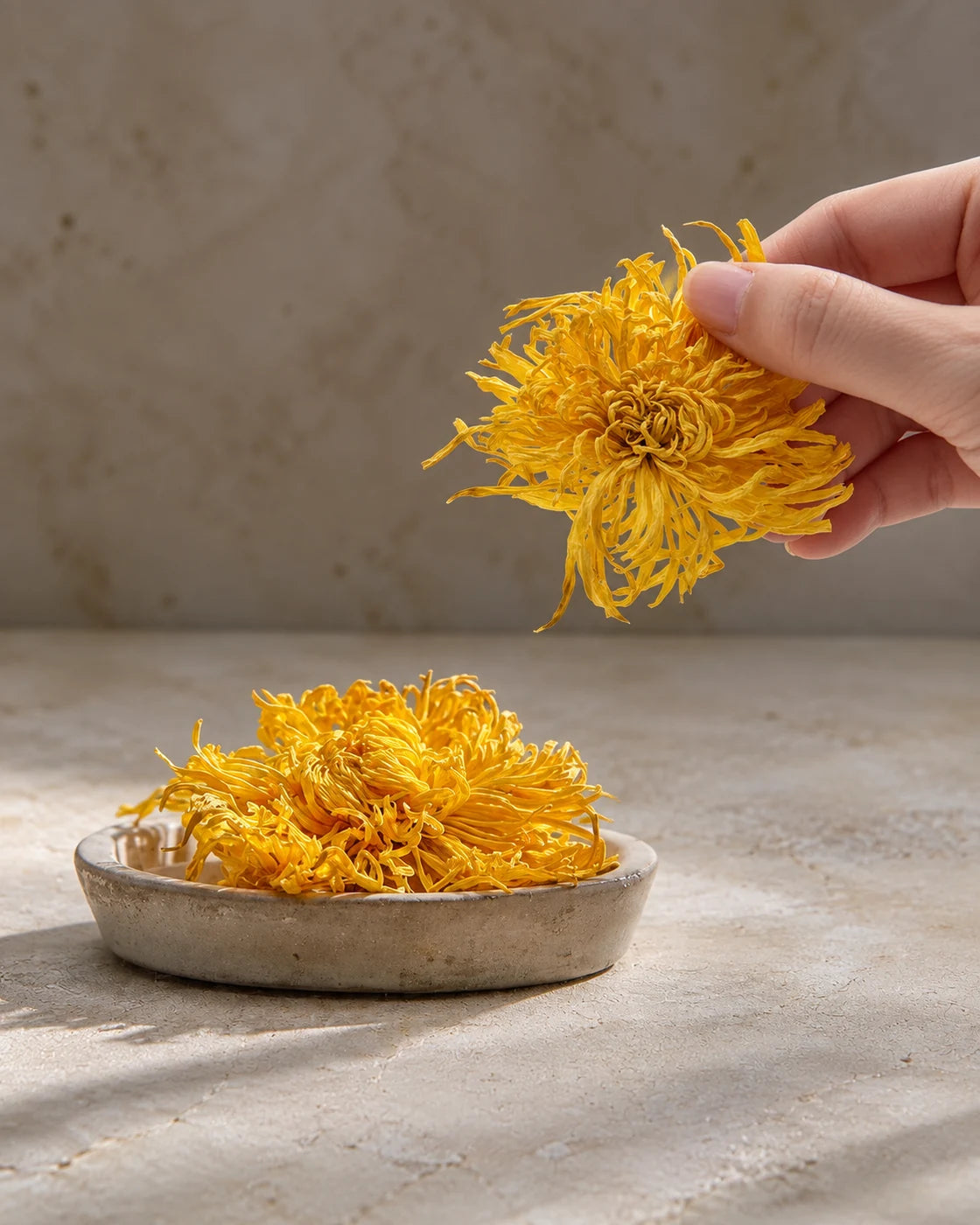 A hand holding a whole dried royal chrysanthemum flower above a ceramic dish of golden blossoms.